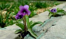 像紫花地丁一样生活_600字