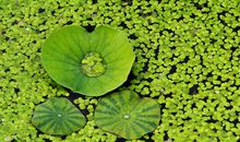 亮晶晶的绿叶_1500字