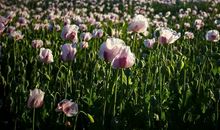 最美的花季_900字