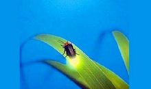 我读懂了萤火虫_650字