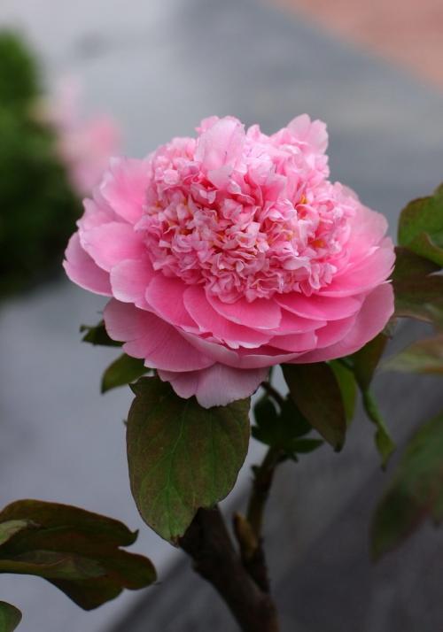 鲜花几度，瑞寒香_450字