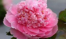 花开几度，蕊冷香残_450字