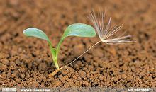 保护好心中的那株绿芽_600字