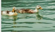 鸭子浮在水面上的秘密_400字