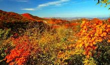 我爱红叶岭的秋色_300字