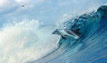 生命的搏击_150字