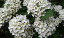 记忆里的芬芳_750字