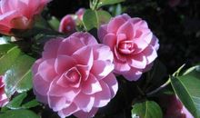 我发现了茶花的一个秘密_550字