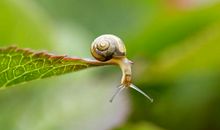 小蜗牛的秘密_300字