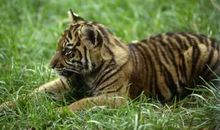 关于苦恼的作文：《小老虎的苦恼》读书笔记_350字