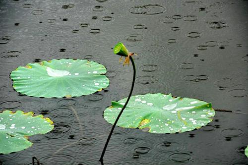 匆匆雨落_700字