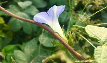 角落里那最不起眼的玉米，你应在何方？_1500字