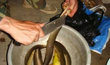 关于秘密的作文：鱼儿的秘密_550字