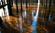 冬日的暖阳_900字