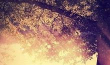 又是一个雨季，又是一段年华_550字