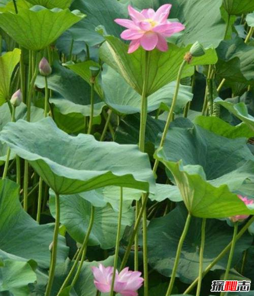 秘密构成：莲花叶的秘密_550字