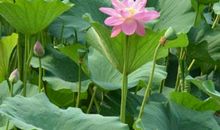 关于秘密的作文：荷叶的秘密_550字