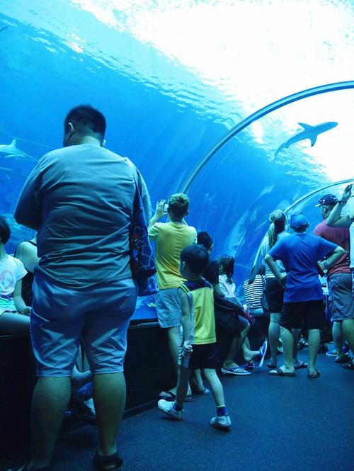 令人难忘的水族馆之旅_450字