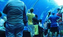 难忘的海洋馆之游_450字