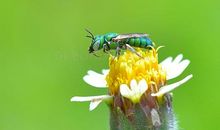 绿色的美丽_550字