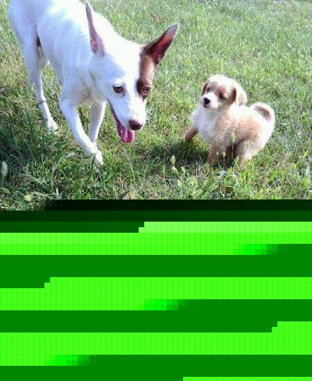 我的家人的小狗 - 花朵回来_150字