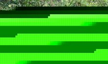 我家的小狗——花背_150字