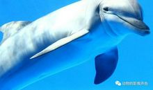 白海豚，我们的朋友_500字