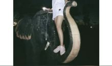 我恨树的十大“歪理”（客观版）_400字