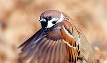 小麻雀，再见_250字