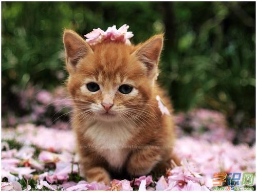 猫，你要去哪儿？ _300字