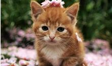 猫咪，你到底去哪里？_300字