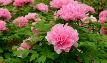 光彩夺目的春天_200字