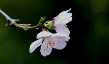 来袭，袭来_600字