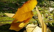 校园的落叶_750字