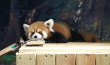 小熊猫的随想_150字