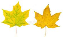 秋天的树叶6_450字