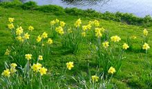 夏天的景物_200字