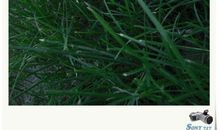 可爱的小白兔——可可_550字