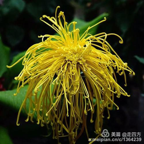 现场菊花突然分开_300字
