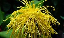 野外的菊花分外香_300字