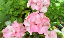 做回自己_1200字