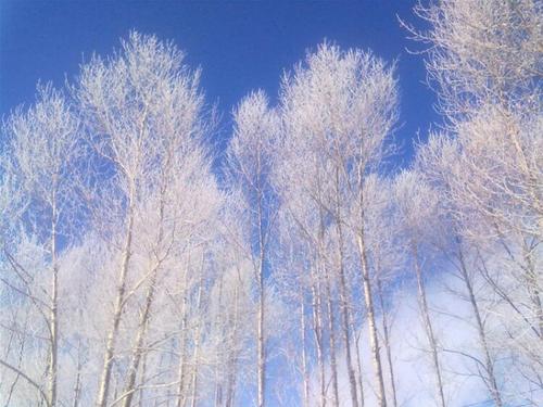 我爱你，美丽的雪_350字