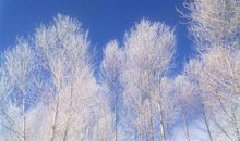 我爱你，美丽的雪_350字