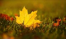 那时的落叶_300字