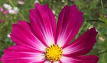 就让她在风雨中飘荡_650字