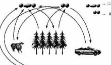 生物圈中的碳—氧平衡_600字