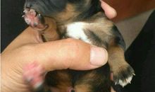 大爸的小狗_100字