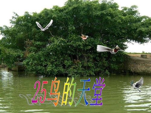 鸟的天堂感觉_550字