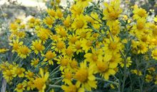 34朵美丽的野菊花_500字