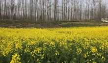 家乡的那片田_750字